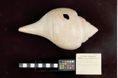 Foto (Übersicht mit Etikett) von Chank-Schnecke mit Ritzornamentik (NHMW-ZOO-MO-0081100-ETH-126)
